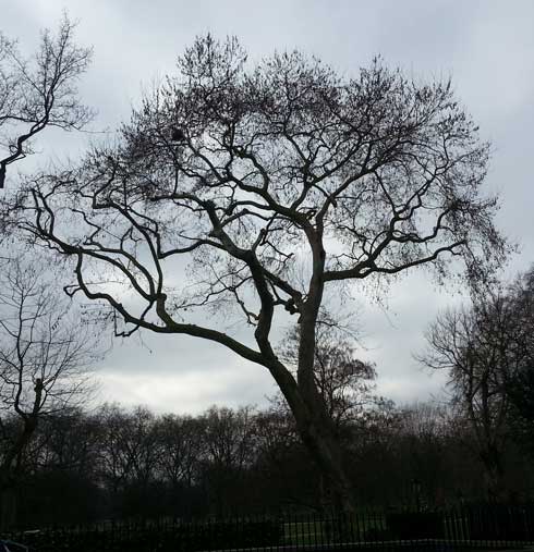 Green Park's notorious tree of death.