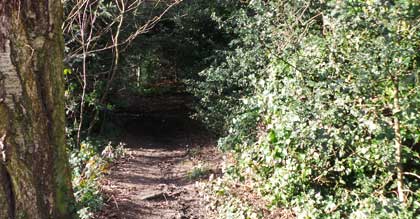 A path on Hampstead Heath.